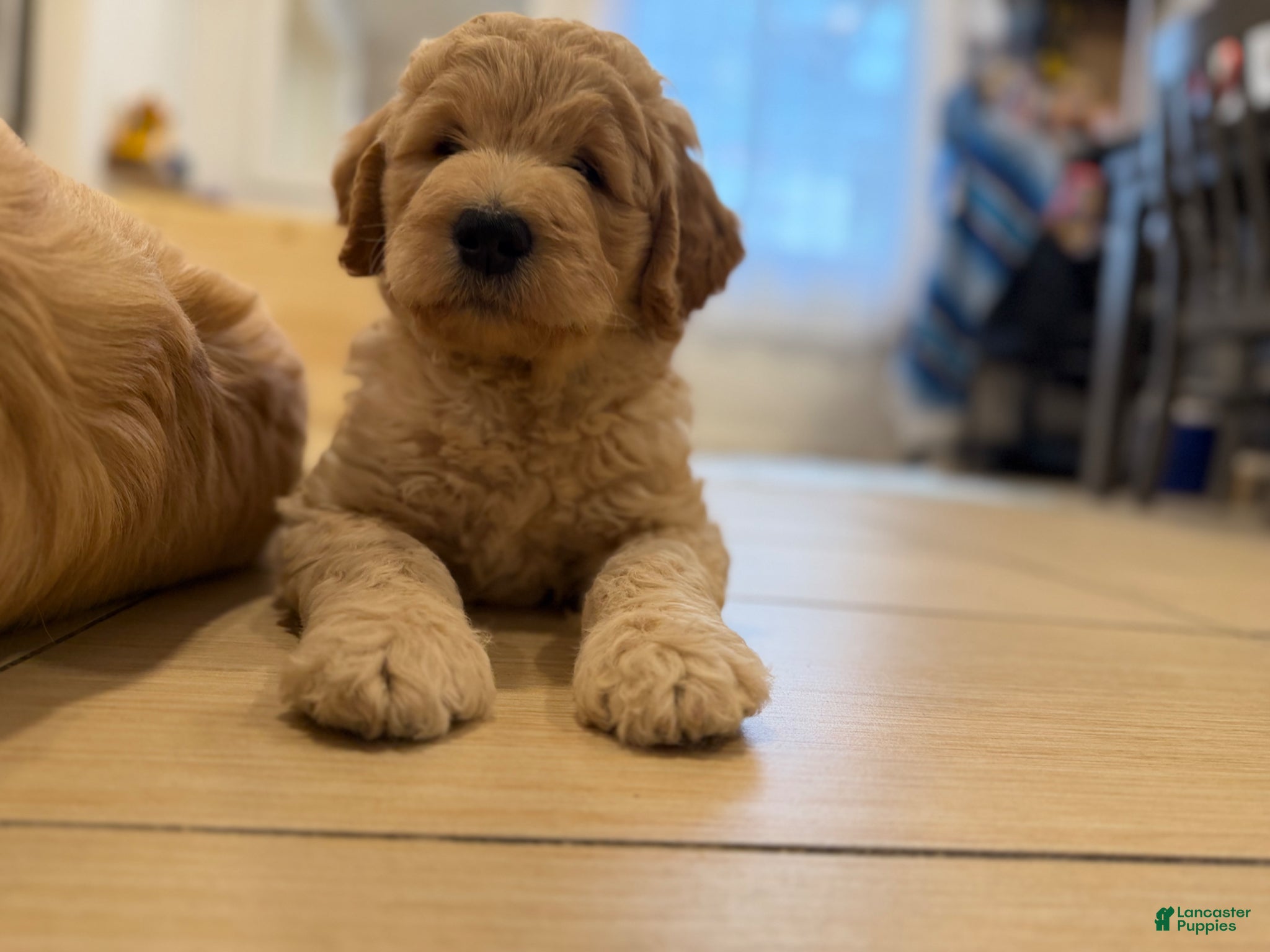 Goldendoodle dogs Goldendoodle Puppy  - Ad 4