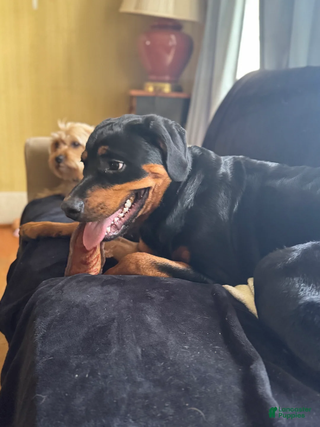 Rottweiler dogs for sale: Nova - Ad 13