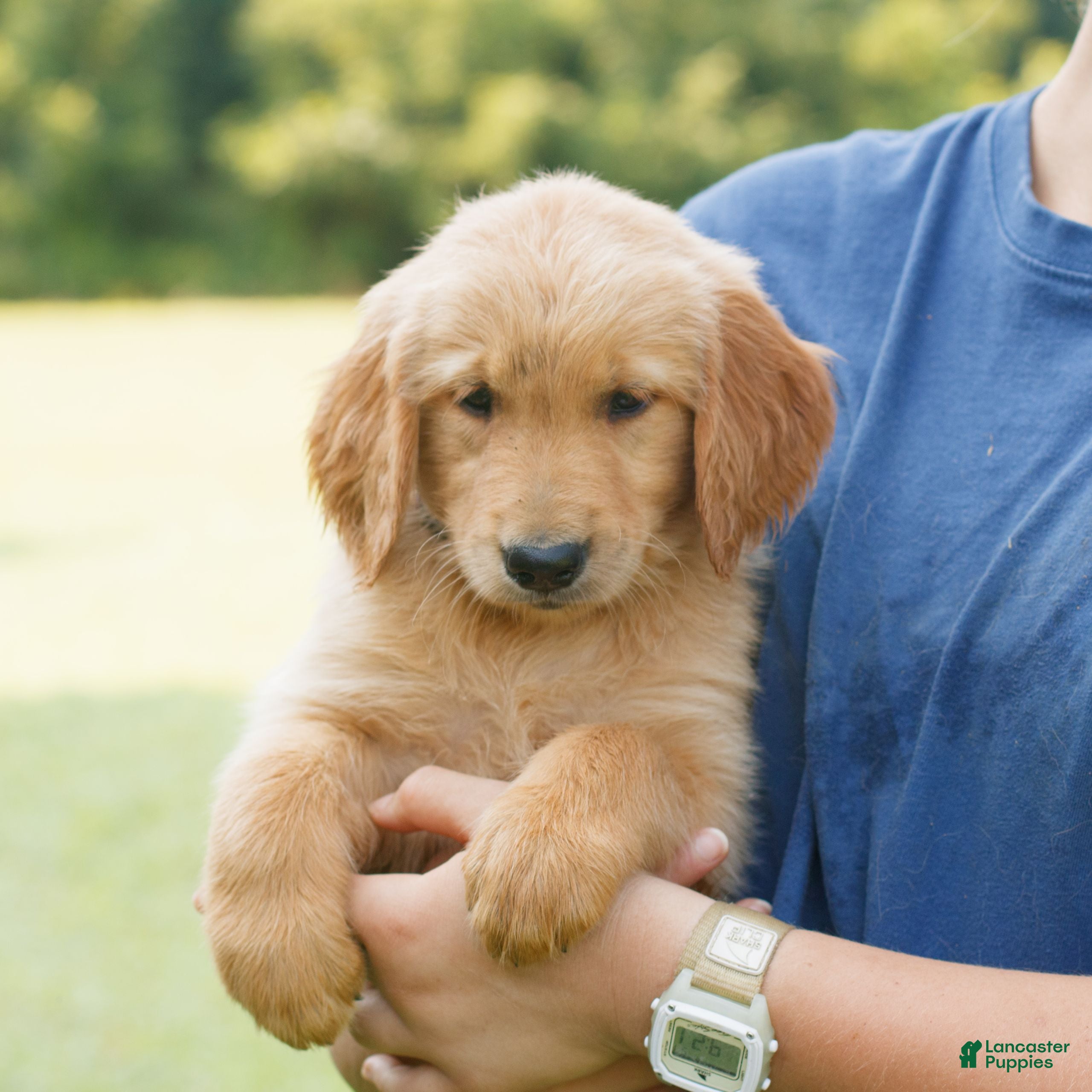 Golden Retriever dogs Pepper  - Ad 2