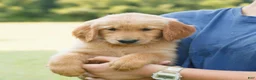 Golden Retriever dogs for sale: Pepper  - Ad 2