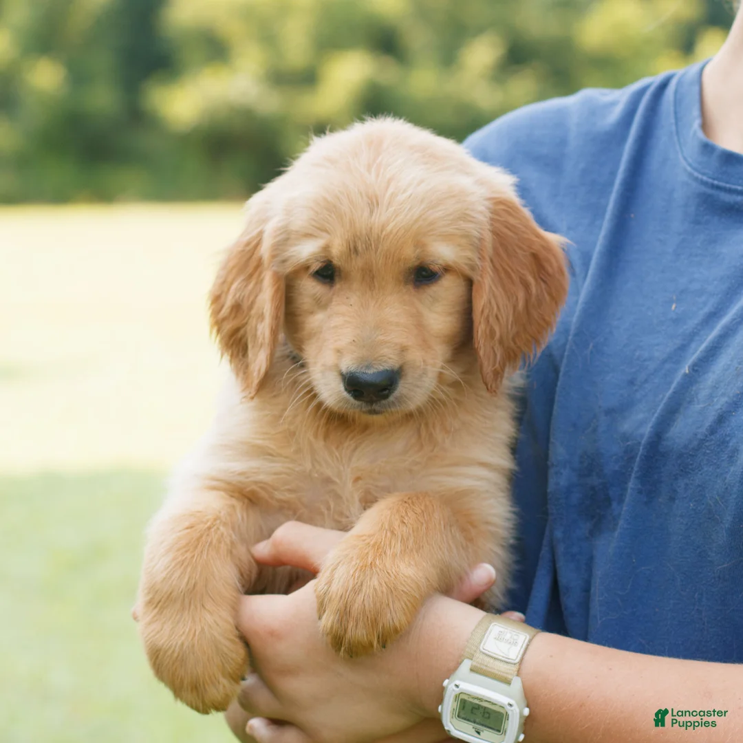 Golden Retriever dogs for sale: Pepper  - Ad 2