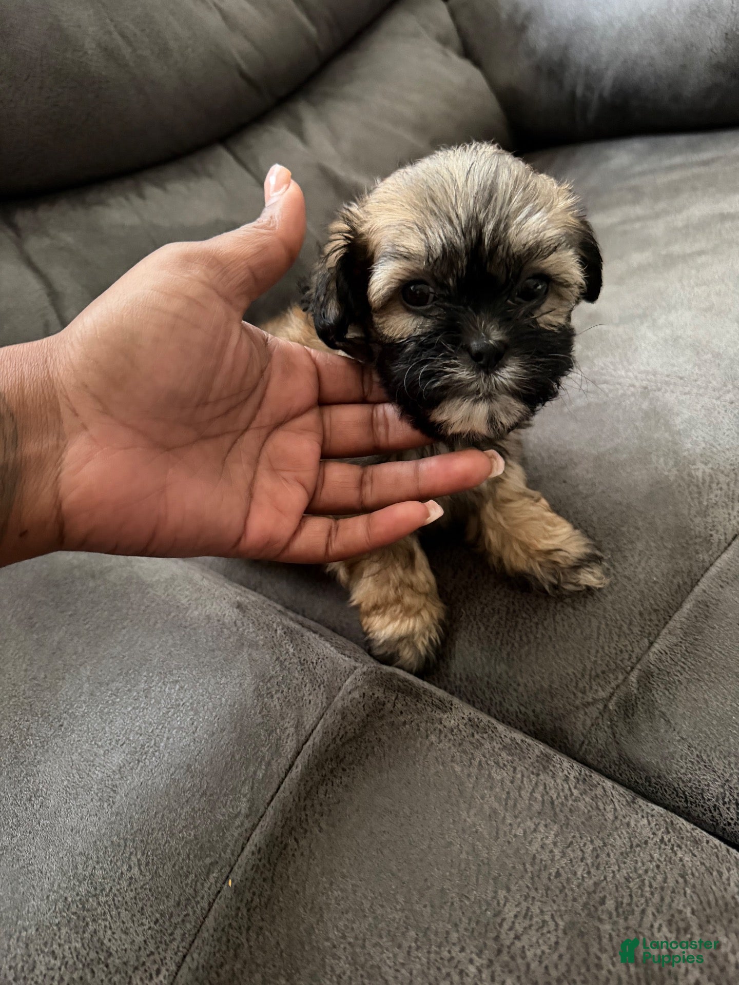 Shihpoo dogs Shihpoo 4 - Ad 12