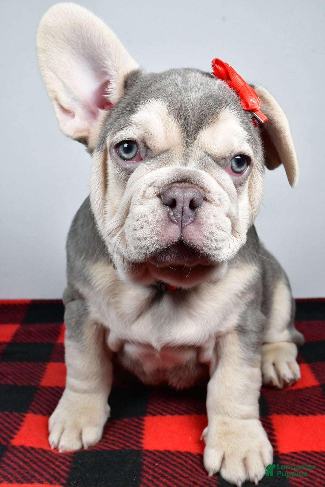 French Bulldog dogs for sale: Captain  - Ad 4