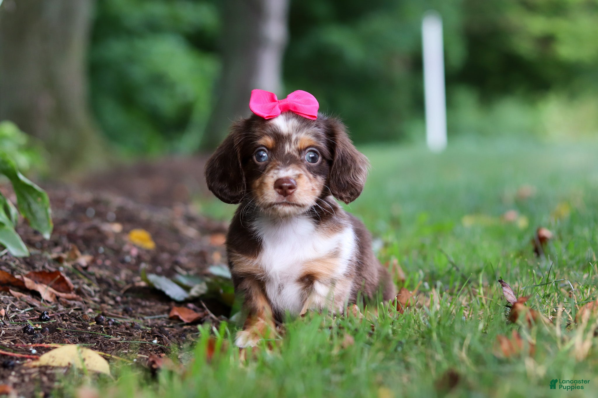 Miniature Dachshund dogs Maggie - Ad 2