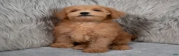 Mini Goldendoodle dogs for sale: Hank ID: 3860 - Ad 5