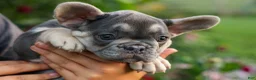 French Bulldog dogs for sale:  Flora Jane 🩷 - Ad 5