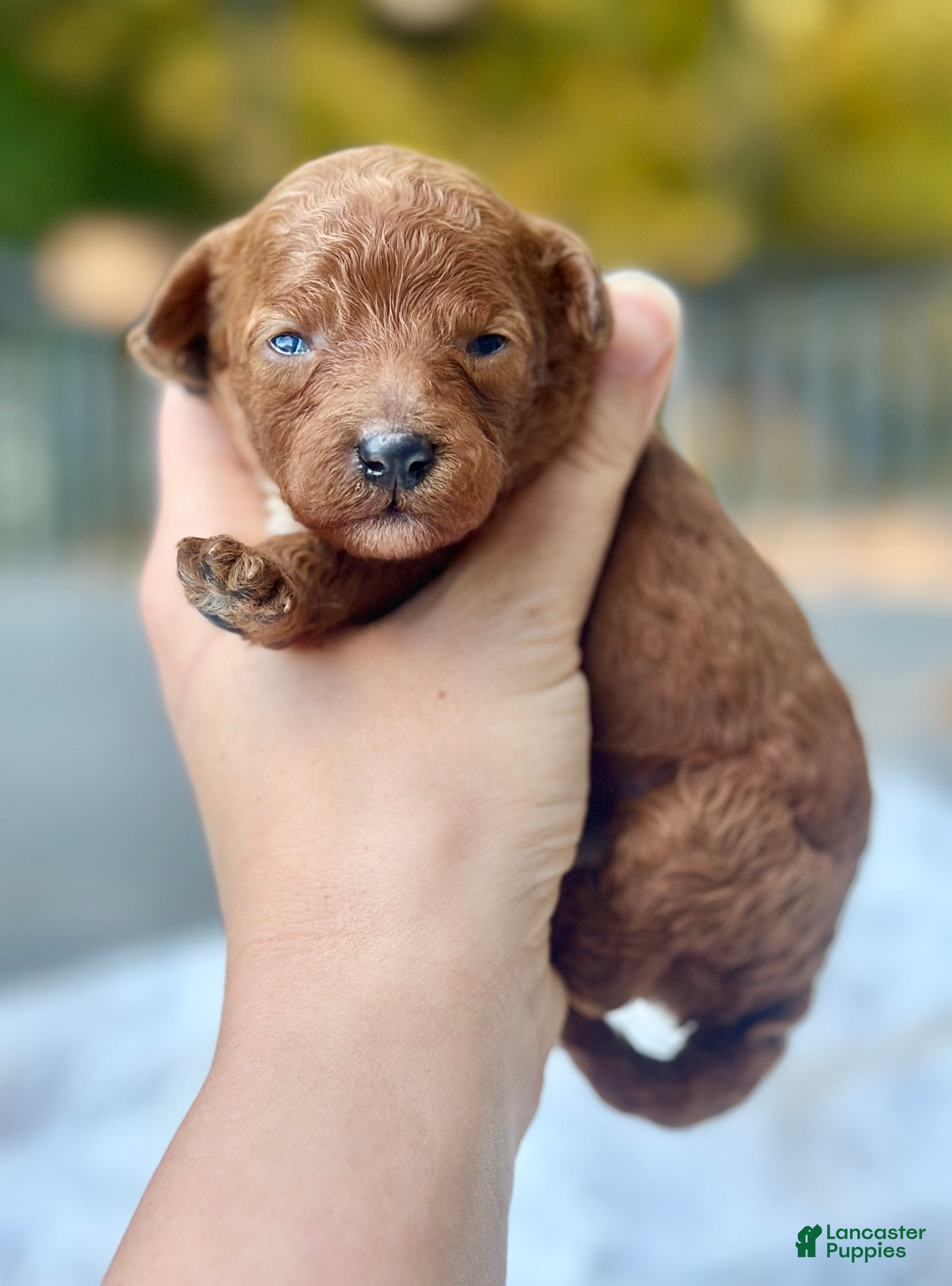 Toy Poodle Puppies for sale in Maryland Lancaster Puppies
