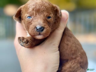 Toy Poodle dogs - Ad 11