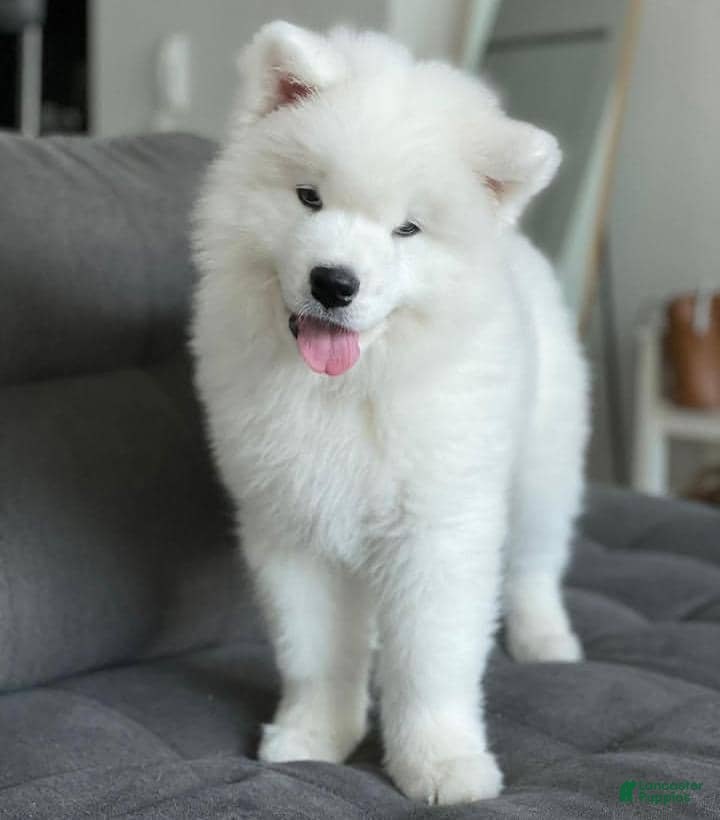 Samoyed dogs Charley - Ad 7
