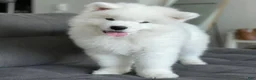 Samoyed dogs for sale: Charley - Ad 1