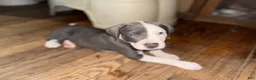 Mixed Breed dogs for sale: Baby 5 - Ad 14