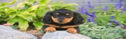 Miniature Dachshund dogs for sale: Sally Miniature Dachshund  - Ad 4