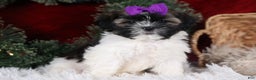 Shih Tzu dogs for sale: Rosie - Ad 8