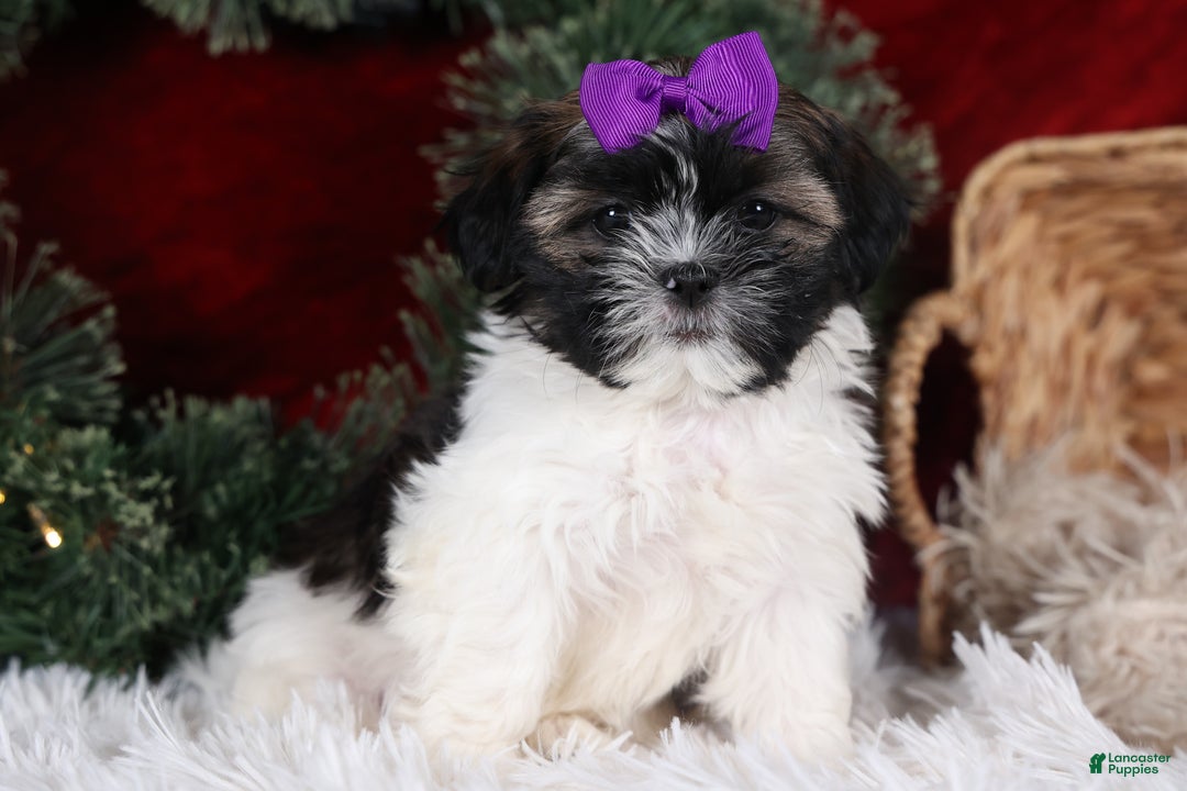 Shih Tzu dogs for sale: Rosie - Ad 8