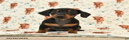 Miniature Dachshund dogs for sale: Trixie - Ad 4