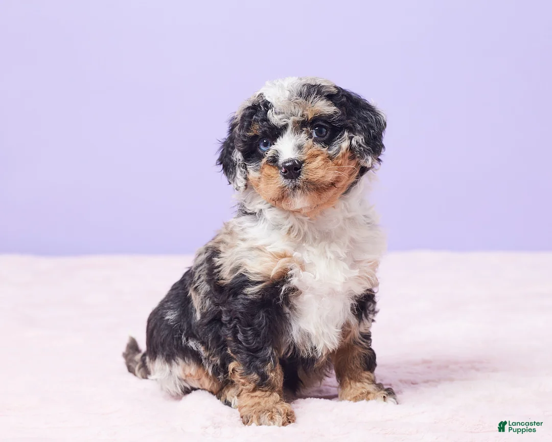Mini Bernedoodle dogs for sale: Paisley - Ad 3