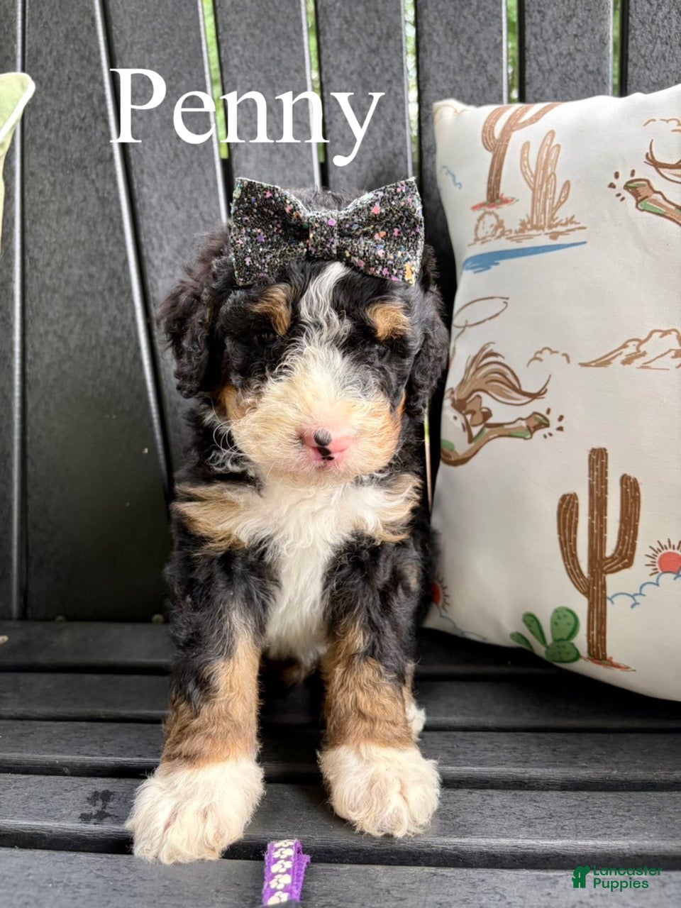 Bernedoodle dogs Penny - Ad 2