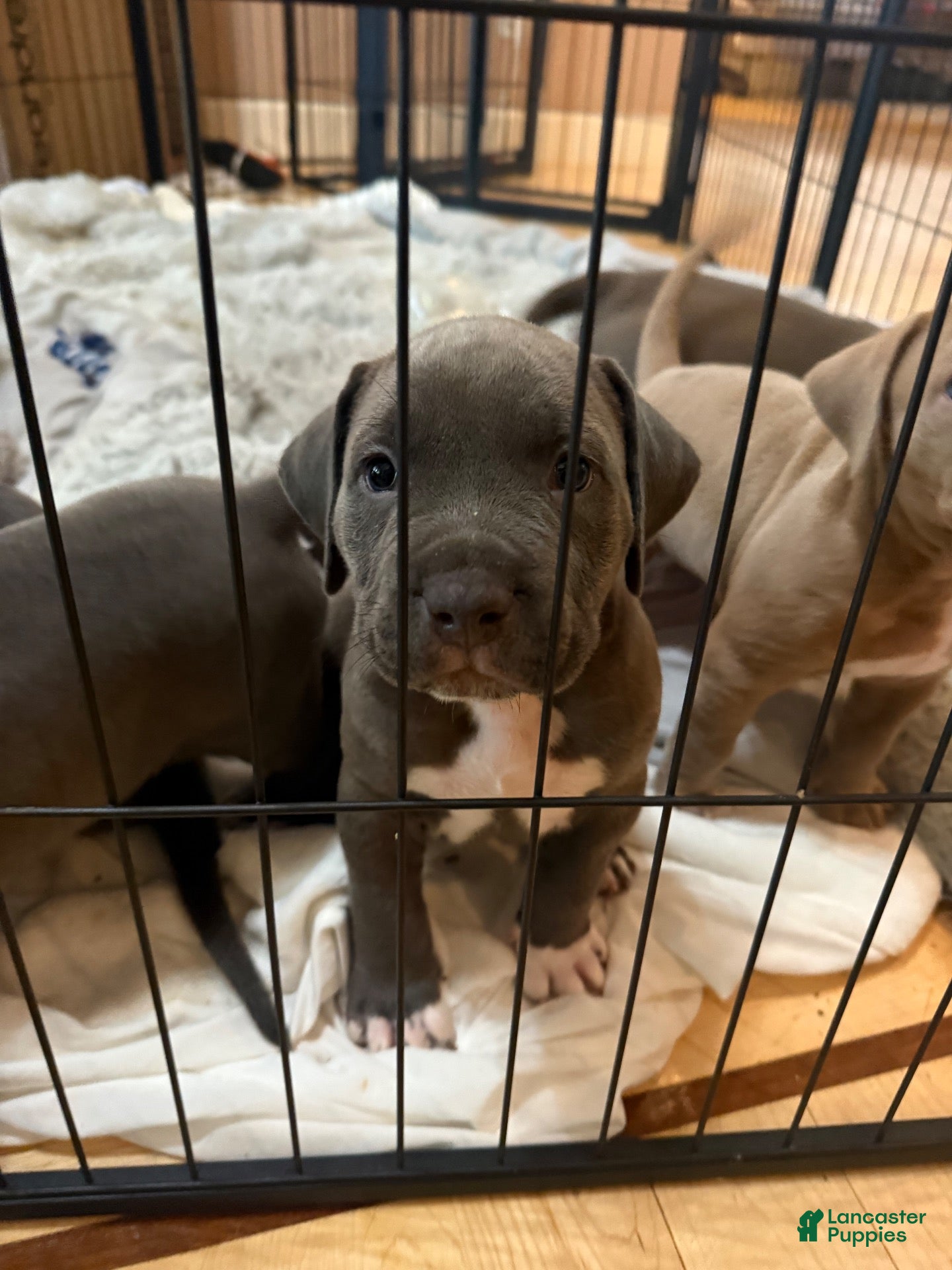 American Pit Bull Terrier dogs for sale: Pup 6 - Ad 1