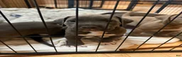 American Pit Bull Terrier dogs for sale: Pup 6 - Ad 1