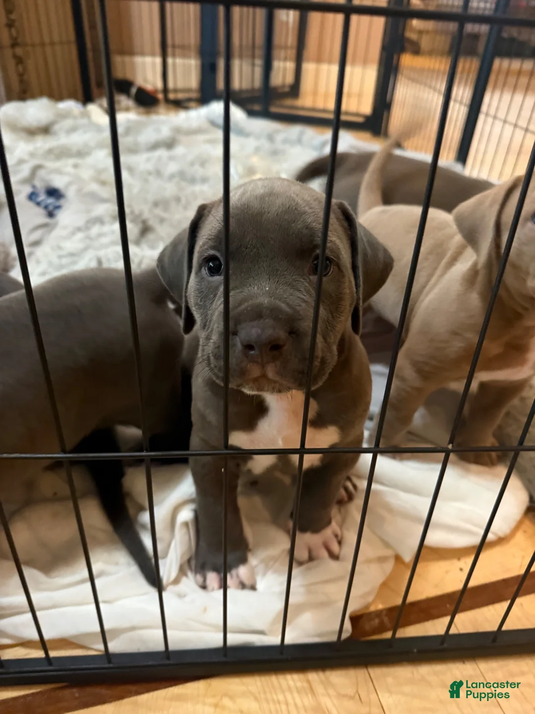 American Pit Bull Terrier dogs for sale: Pup 6 - Ad 1