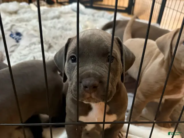 American Pit Bull Terrier dogs for sale: Pup 6 - Ad 1