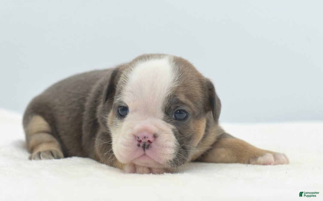 Mixed Breed dogs for sale: Savanna Tiny mini bulldog  - Ad 13