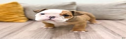 English Bulldog dogs for sale: Rocky - Ad 1