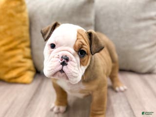 English Bulldog dogs Rocky - Ad 7