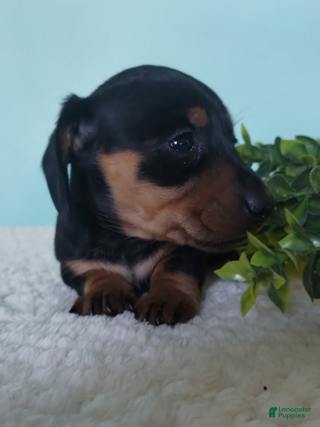 Miniature Dachshund dogs for sale: Fern - Ad 3