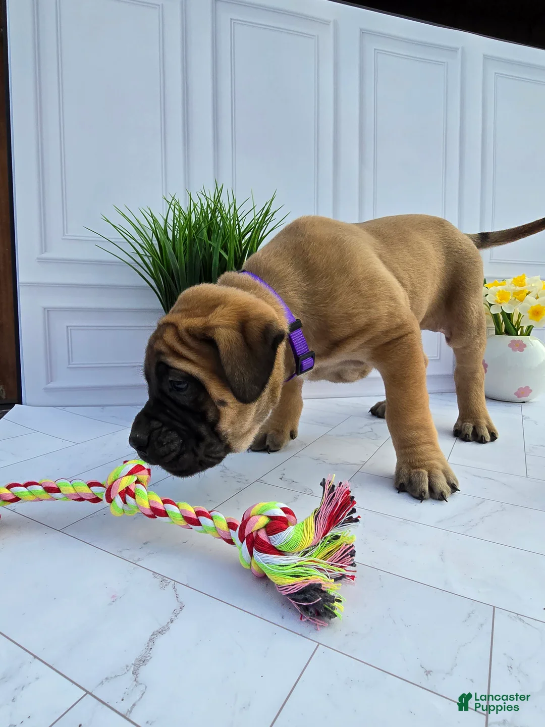 English Mastiff dogs for sale: English Mastiff Puppy 6 - Ad 2