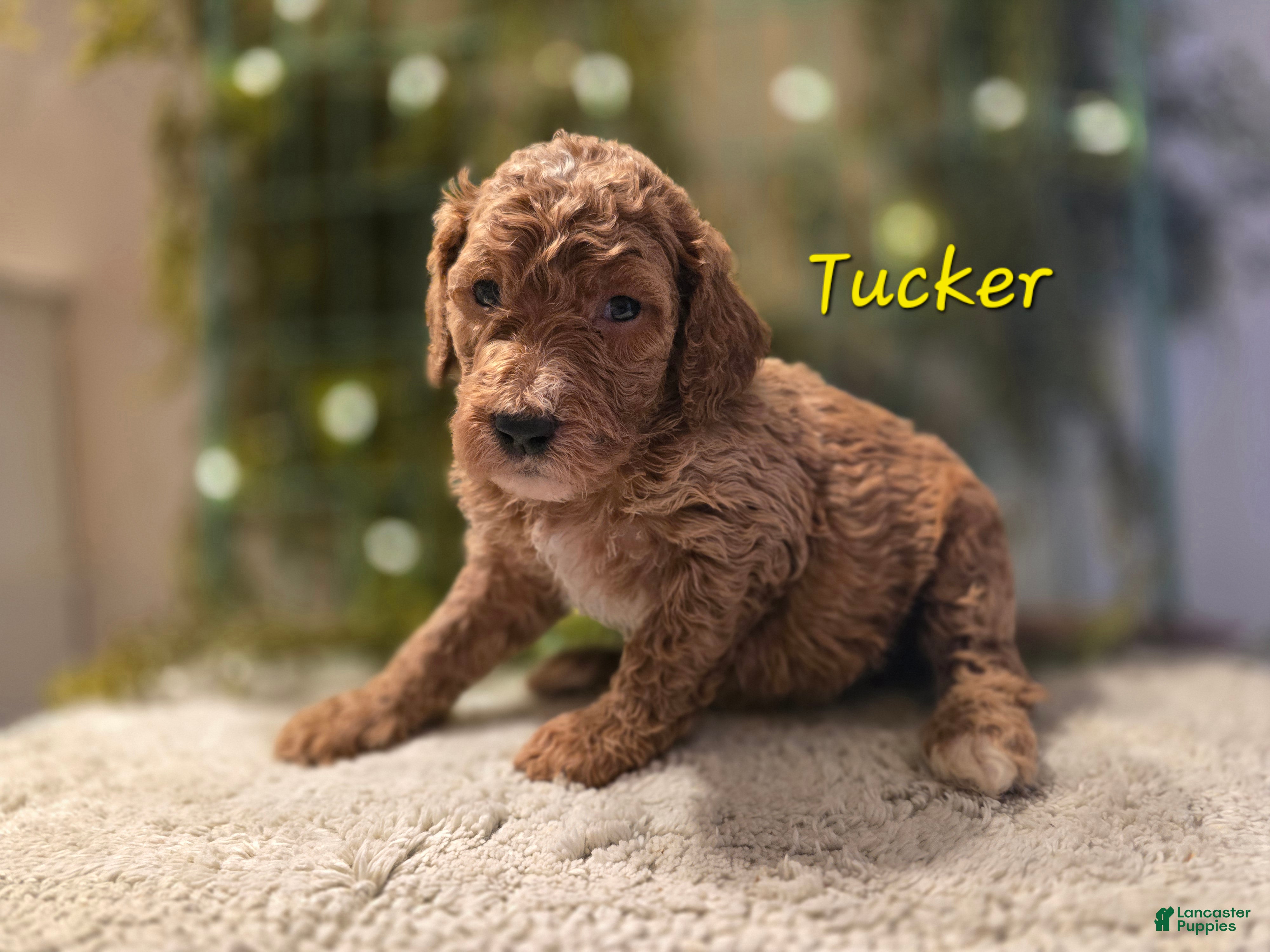 Goldendoodle dogs Goldendoodle Puppy 1 - Ad 35