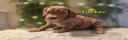 Goldendoodle dogs for sale: Goldendoodle Puppy 1 - Ad 3