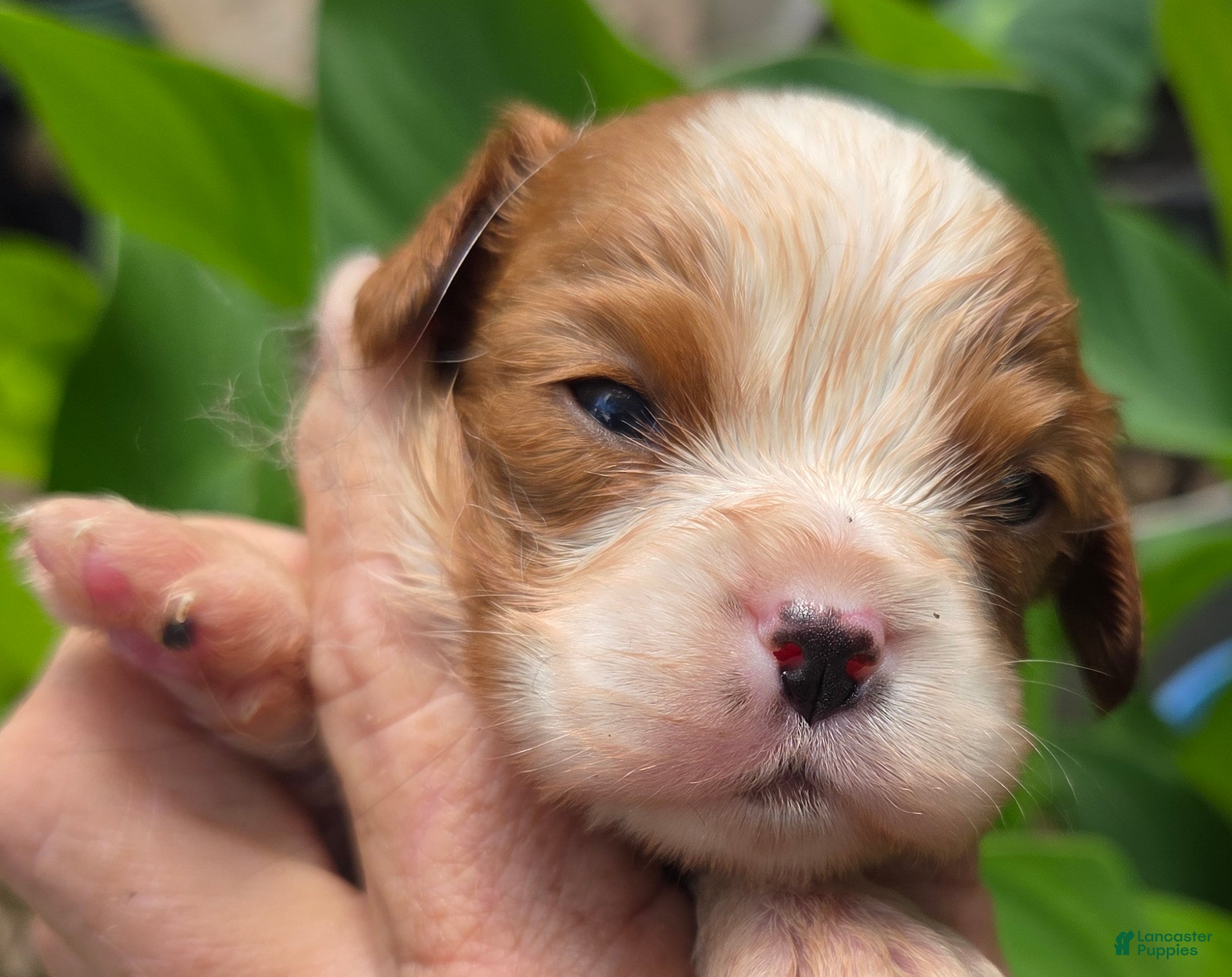 Cavalier King Charles Spaniel dogs Cavalier King Charles Spaniel Puppy 1 - Ad 2