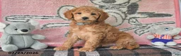 Mini Goldendoodle dogs for sale: Chip - Ad 3
