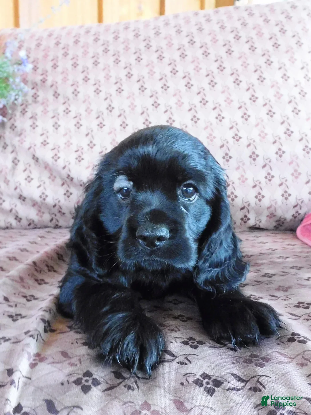Cockalier dogs for sale: Paris - Ad 1
