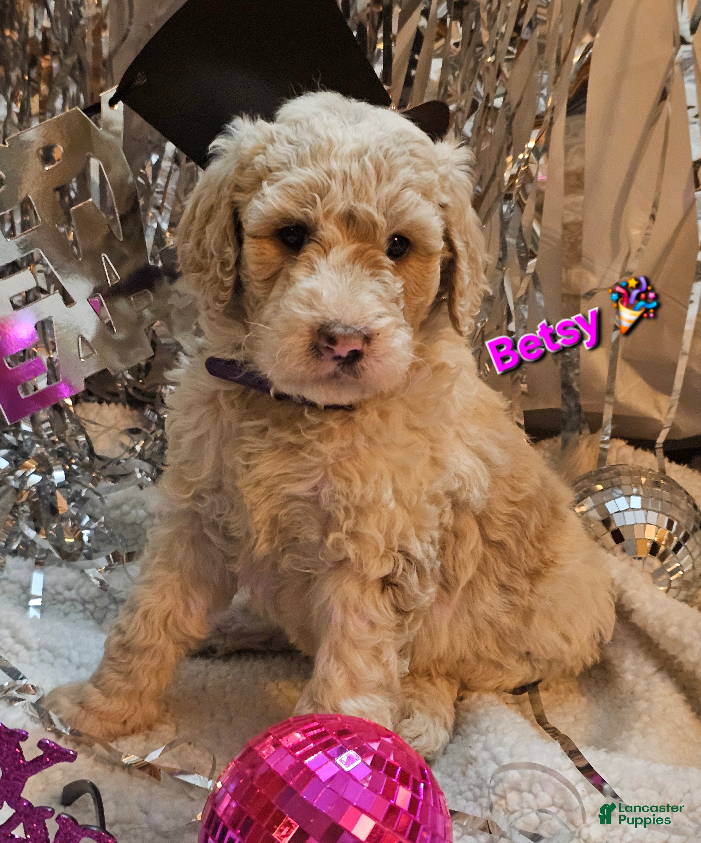 Goldendoodle dogs Betsy - Ad 22