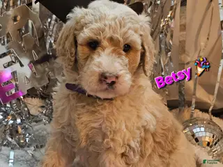 Goldendoodle dogs Betsy - Ad 2
