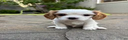 Cavalier King Charles Spaniel dogs for sale: Cavalier King Charles Spaniel Puppy 2 - Ad 11