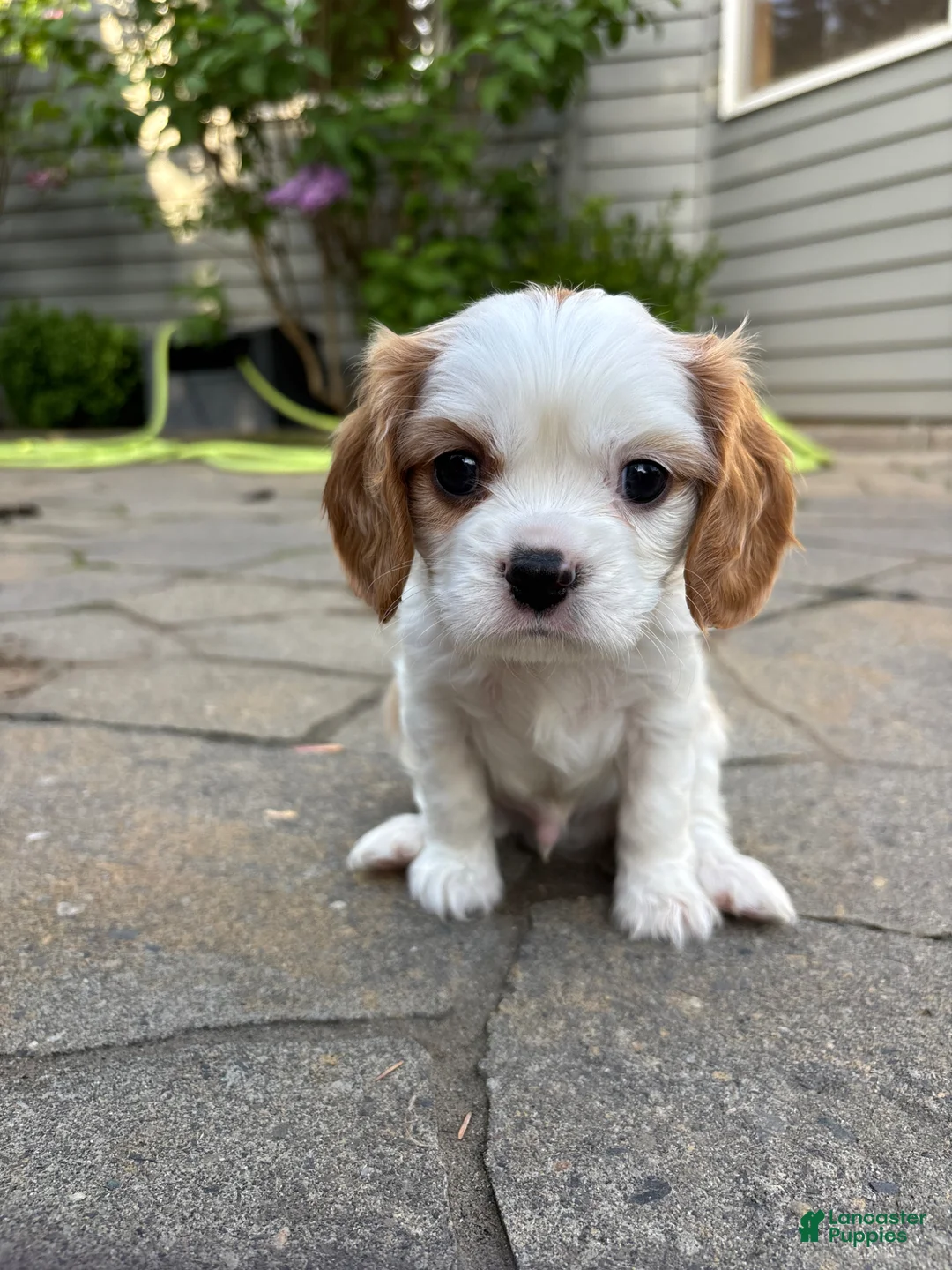Cavalier King Charles Spaniel dogs for sale: Cavalier King Charles Spaniel Puppy 2 - Ad 11