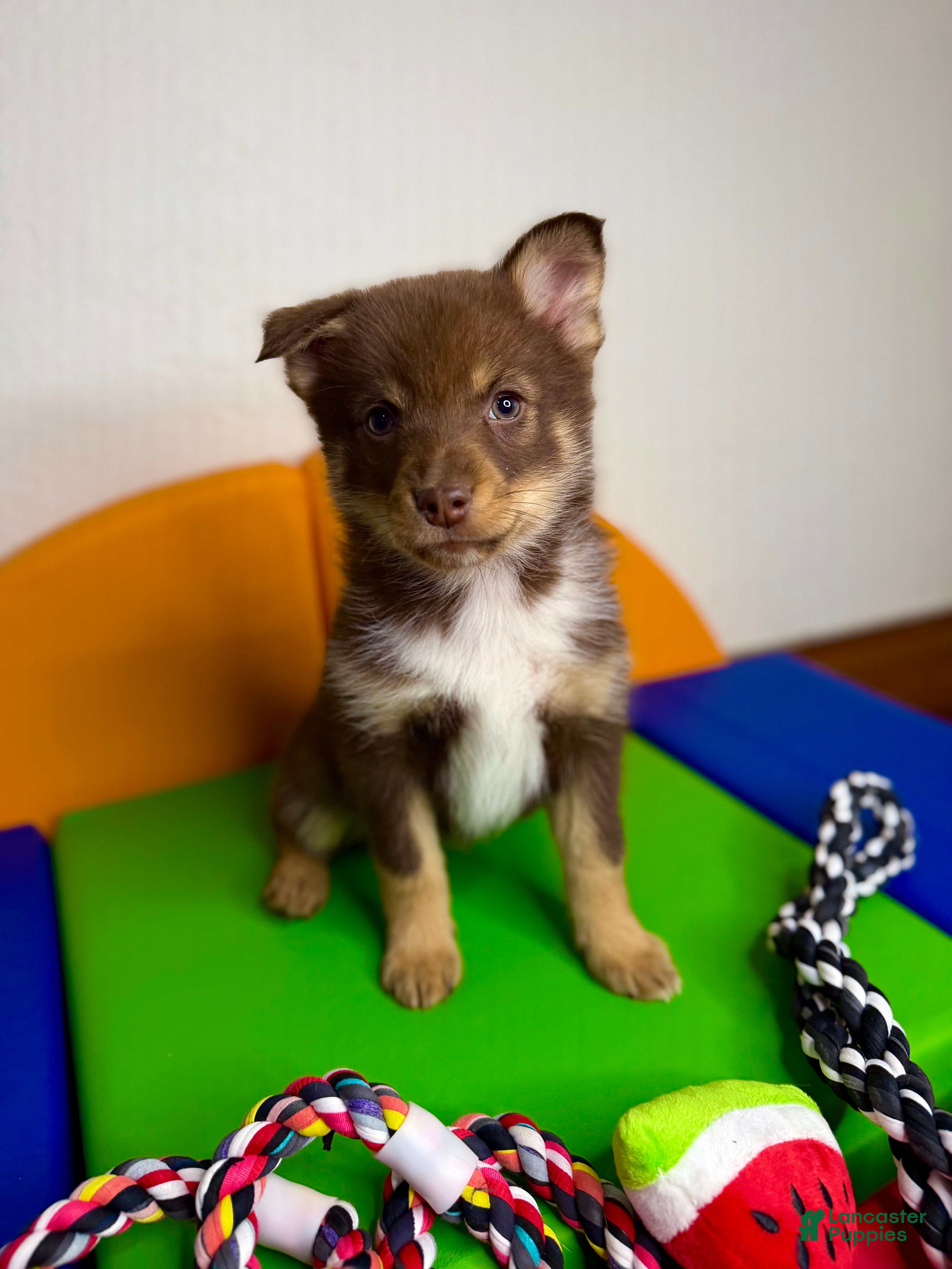 Pomsky dogs Dotty - Ad 2