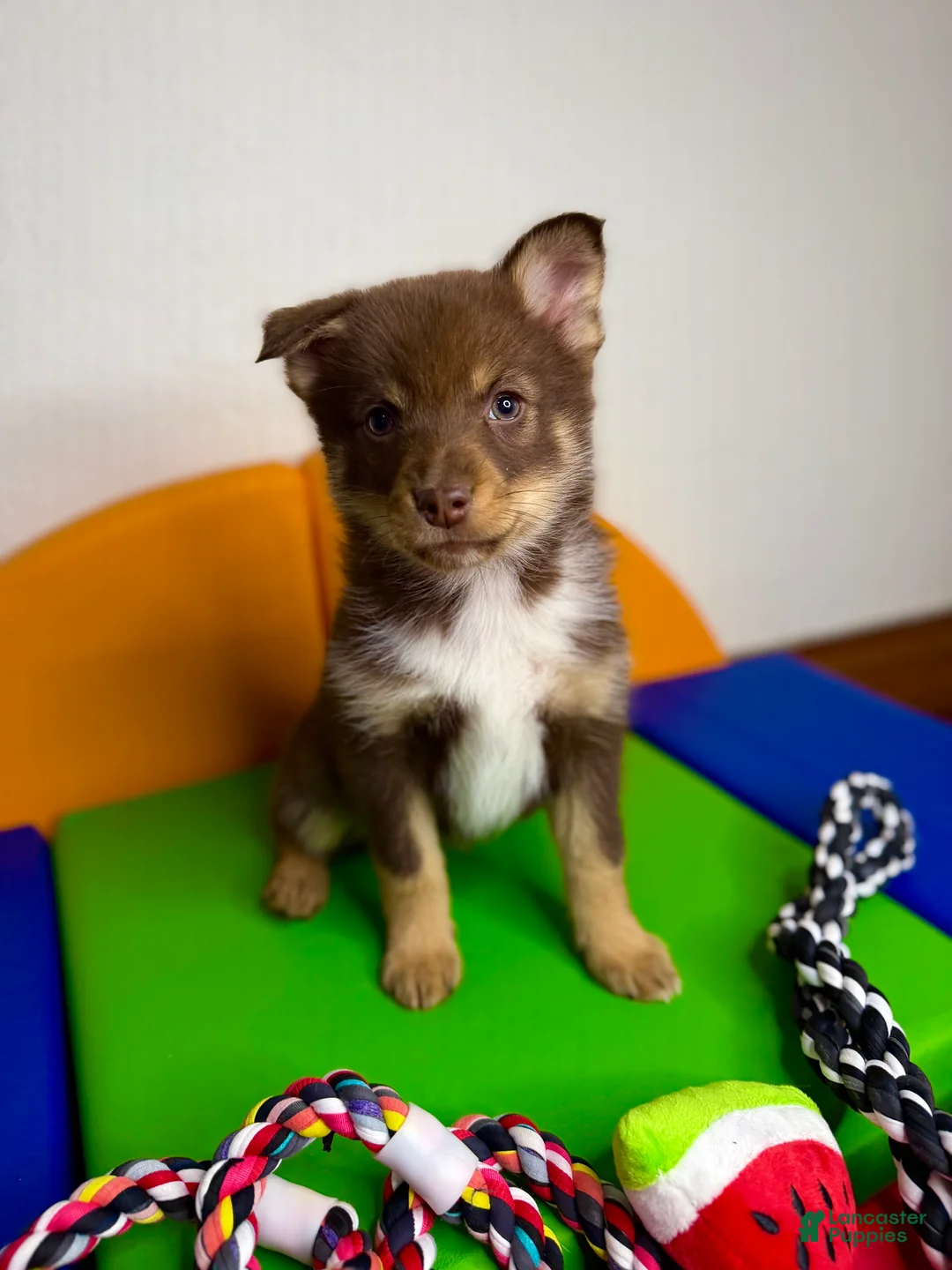 Pomsky dogs for sale: Dotty - Ad 1