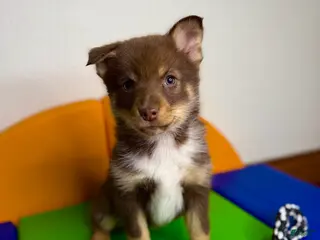 Pomsky dogs Dotty - Ad 36
