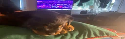 Rottweiler dogs for sale: Rottweiler Puppy 2 - Ad 1