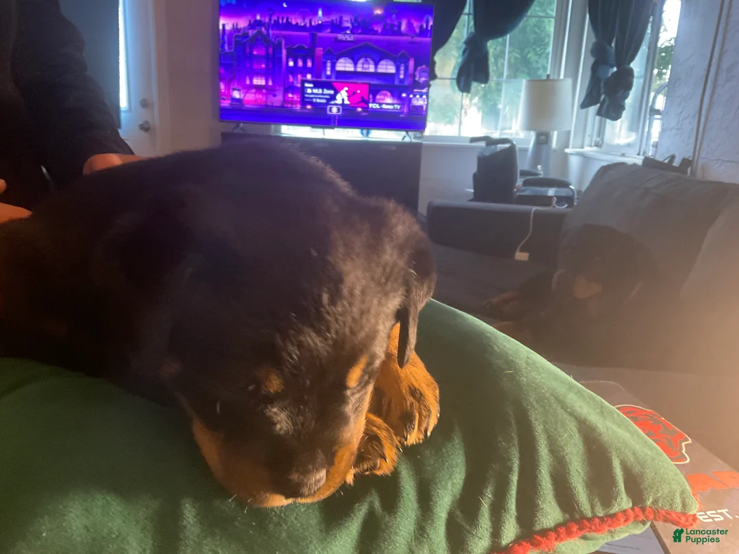 Rottweiler dogs for sale: Rottweiler Puppy 2 - Ad 1