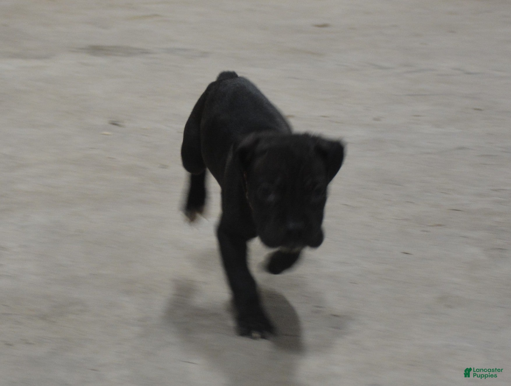 Cane Corso dogs Cane Corso Puppy 1 - Ad 2