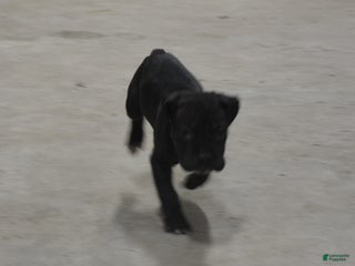 Cane Corso dogs Cane Corso Puppy 1 - Ad 2