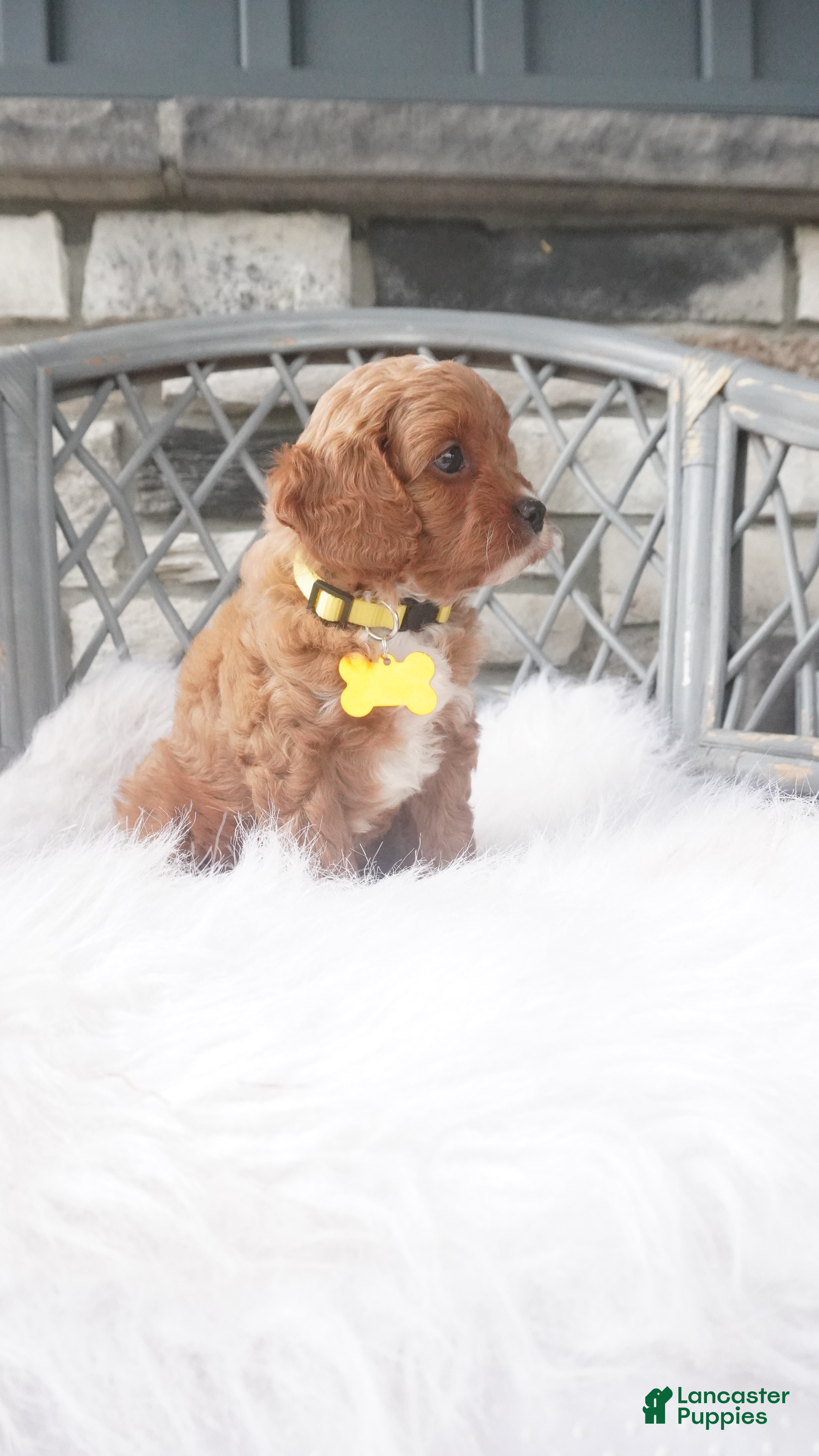 Cavapoo dogs Caprice  - Ad 2