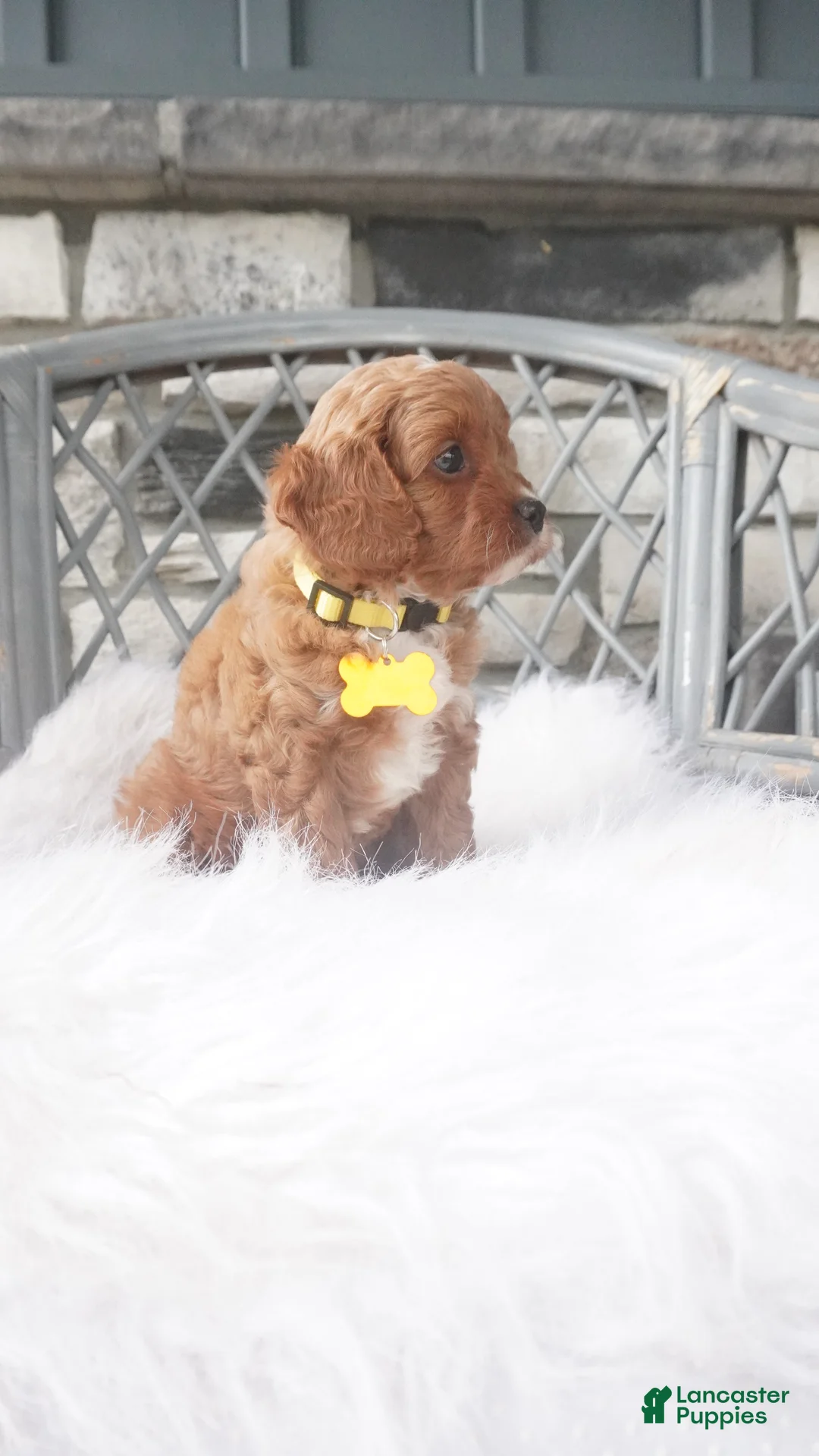 Cavapoo dogs for sale: Caprice  - Ad 2