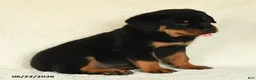 Rottweiler dogs for sale: Atticus - Ad 5