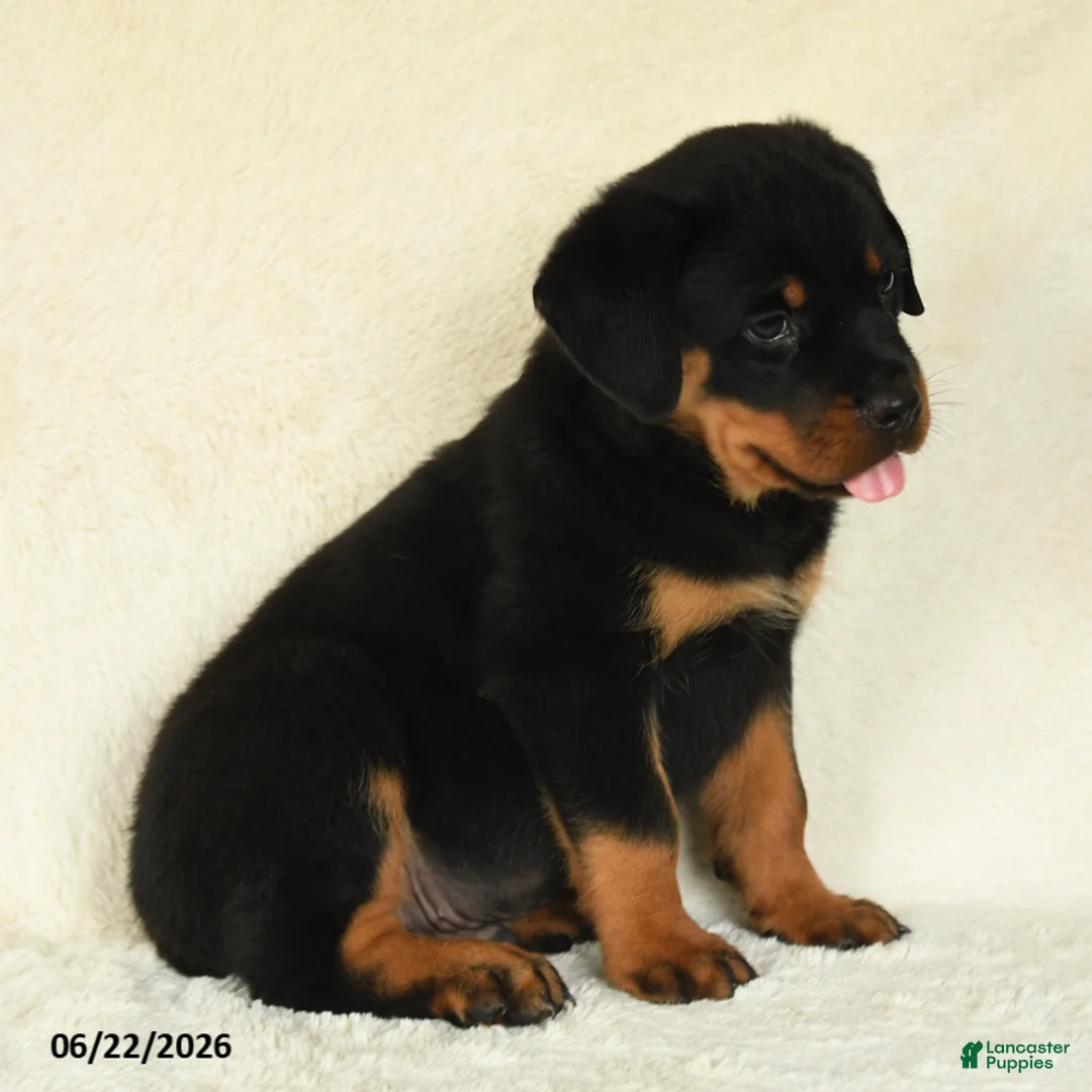 Rottweiler dogs for sale: Atticus - Ad 5